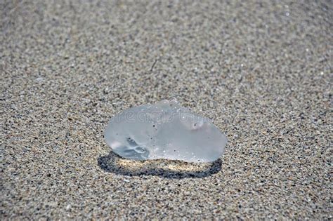 Closeup Of Beached Clear Jellyfish Stock Image - Image of sand, life ...