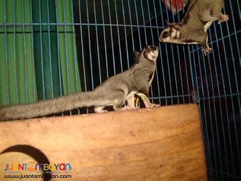 Exotic pets Sugar Gliders try the thrill of a new hobby