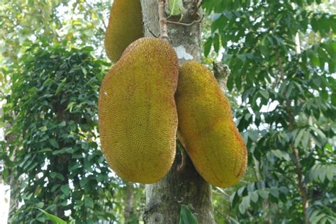 Jackfruit Tree – One of the Largest Edible Fruits | La Paz Group