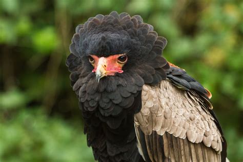 bird caracara feathers wallpapers hd desktop  mobile backgrounds