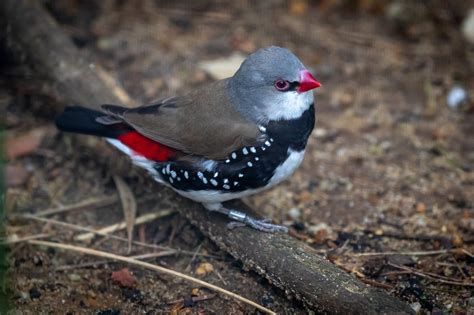 Australian Finches - Australia's Wonderful Birds