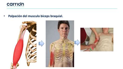 CLASE 2 MODULO ANATOMIA PALPATORIA Ppt Q PPT Descarga Gratuita