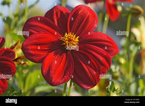 Dahlienarten Hi Res Stock Photography And Images Alamy