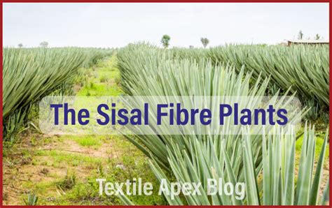 An overview of Sisal fibre - Textile Apex