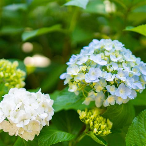 Hortensia Macrophylla Mme Emile Mouillere Hydrangea Macrophylla Mme