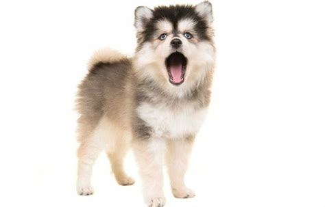 Pomsky Size Chart | Growth & Weight Chart