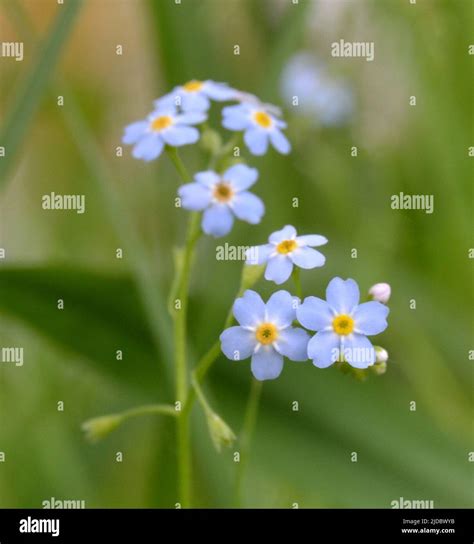 Water Forget Me Not Myosotis Scorpioides Myosotis Palustris Myosotis