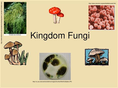 Kingdom Fungi Pictures