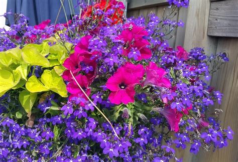 Best Flowers To Grow In A Hanging Basket Knights Garden Centres