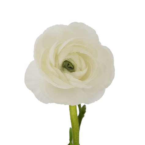 White Ranunculus Fresh Cut 60 Stems