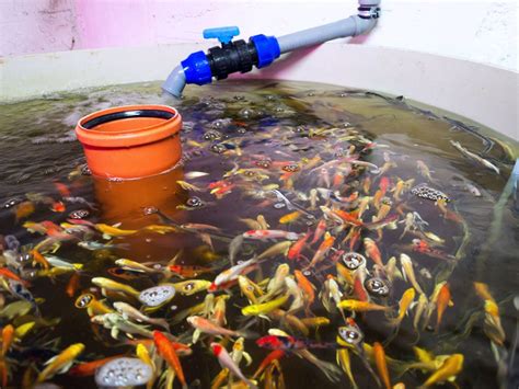 Using Trout In Aquaponics