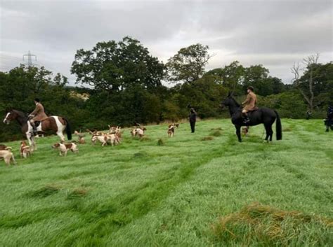 5 foxes saved from the Flint and Denbigh hunt. – North Wales Hunt Sabs