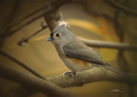 Papel de parede Pássaros Animais natureza ramo animais selvagens