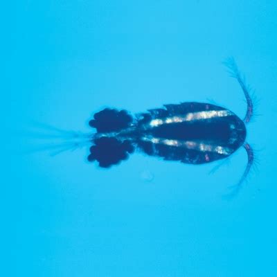 Copepods (Cyclops), Living | Carolina Biological Supply