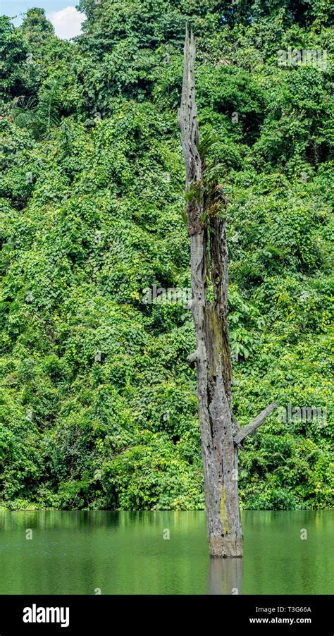 Trunk Of Dead Ulin Tree Eusideroxylon Zwageri In The Middle Of A Lake