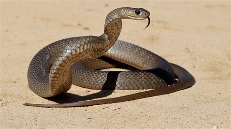 Stay Alert Meet The Most Venomous Snakes On Earth