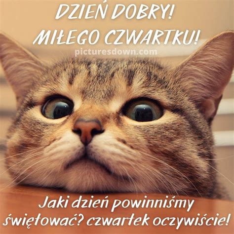 Miłego czwartku śmieszne kartka kot picturesdown