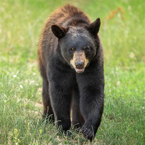 Big Bear Alpine Zoo in Big Bear Lake, CA (2 Photos)