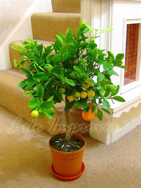 1 Dwarf Standing Calamondin Citrus Orange Fruit Tree Indoor Plant in ...