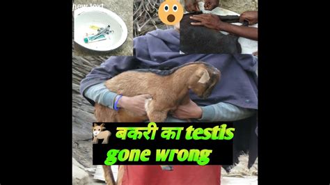 Goat Testis Goes Operation How To Remove Goat Testis At Villages Though Any People