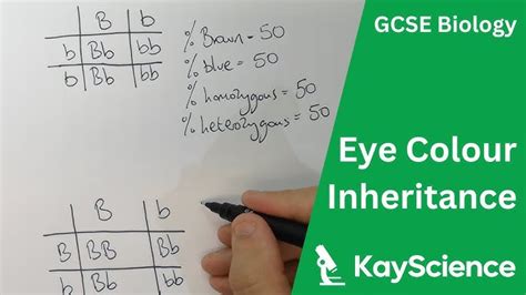 Mendel Genetics Eye Color