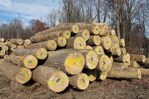 White Oak Logs For Sale Near Me There Have Been Significant Log Book Navigateur