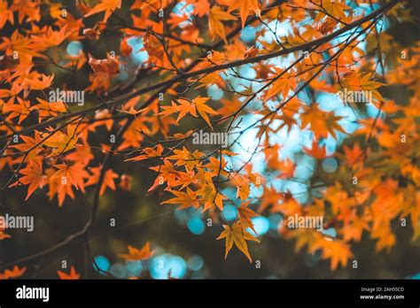 background autumn leaves in Japan Stock Photo - Alamy