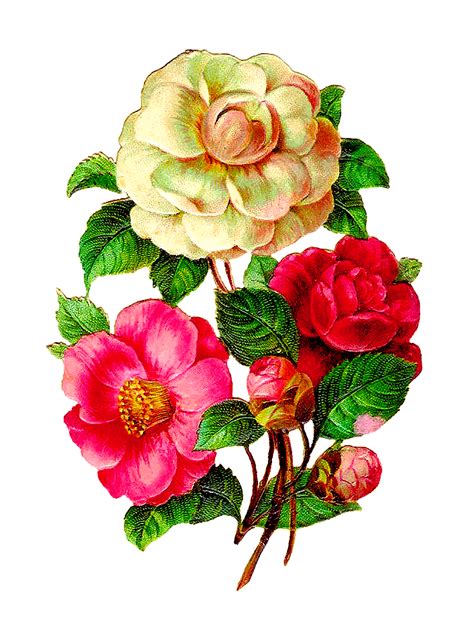 Antique Images Scrapbooking Flower Camellia Rose Clip Art Paper Crafting Downloads