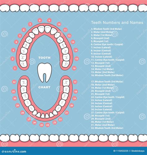 Tooth Chart With Names Dental Infographics Teeth In Jaw Stock Vector