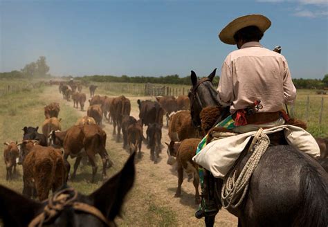 Los cambios en la producción ganadera en la posconvertibilidad La