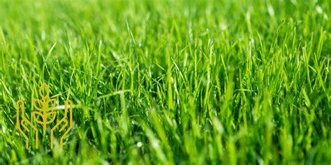 Transform Your Lawn With Camelot S Organic Lawn Care Program