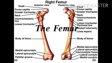 Anatomy Practical Lab 9 Femur Bone Drsamer Youtube