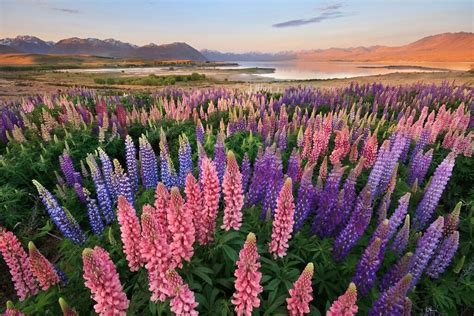 About The Shot Lupins At Lake Tekapo Chris Gin Photography