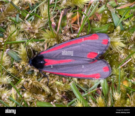 Cinnabar Moth Dune Hi Res Stock Photography And Images Alamy