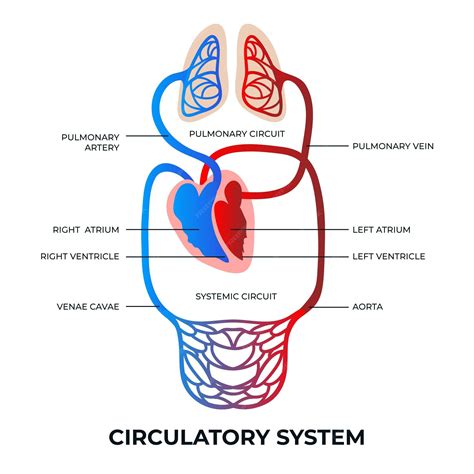 Circulatory System Chart