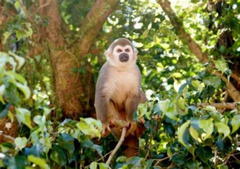 Mortes de macacos podem ter relação a febre amarela no Amazonas