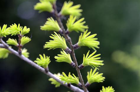 Golden Larch: Plant Care & Growing Guide