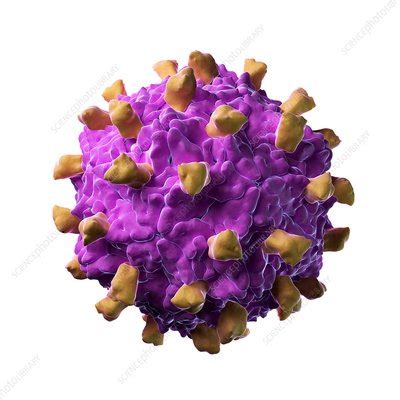 Coxsackie B Virus Particle Stock Image F Science Photo