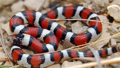 Milk Snake Facts and Pictures | Reptile Fact