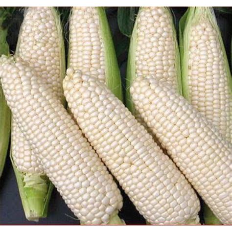 Puting Mais White Corn Seeds Pesos Per Pack Condor Seeds