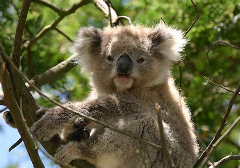 What’s killing Queensland koalas? - Vet Practice Magazine