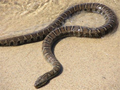 Northern Water Snake Ottawa Riverkeeper Garde Rivière Des Outaouais