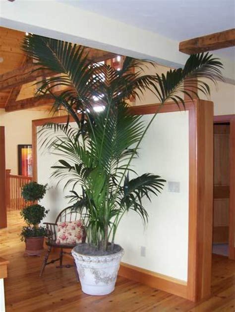 Indoor Palm Trees Hubpages