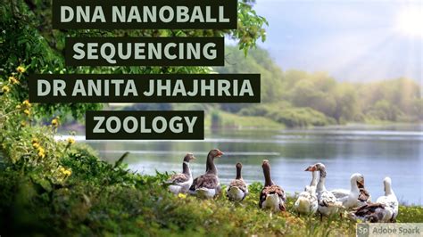 Dna Nanoball Sequencing By Dr Anita Jhajhria Youtube