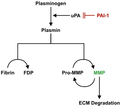 Plasminogen system. Plasminogen is the inactive substrate of the ...