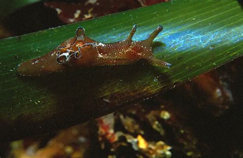 Aplysia punctata факти дієта ареал і фотографії на Animalia bio