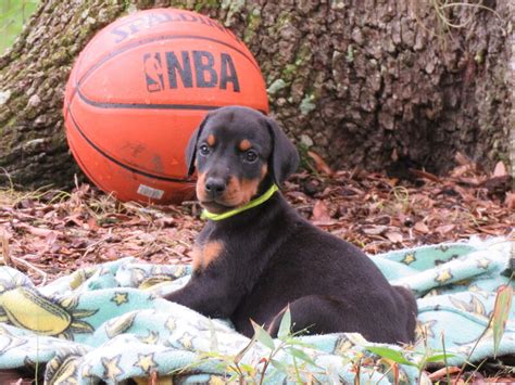 Yellow Female Akc Doberman Puppies For Salehawthorne Fl