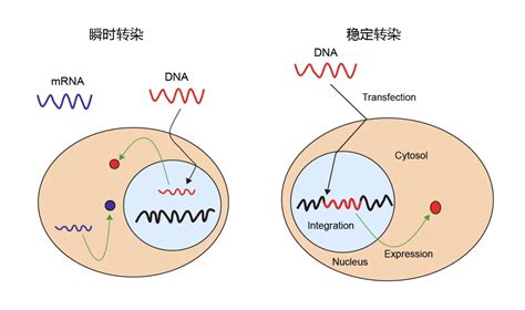 瞬时转染与稳定转染