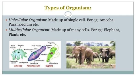 Unicellular And Multicellular Organisms Review 129 Plays Quizizz