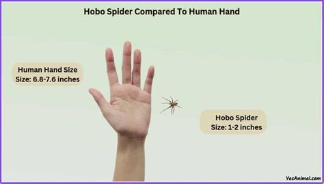 Hobo Spider Size Explained And Compared With Other Spiders